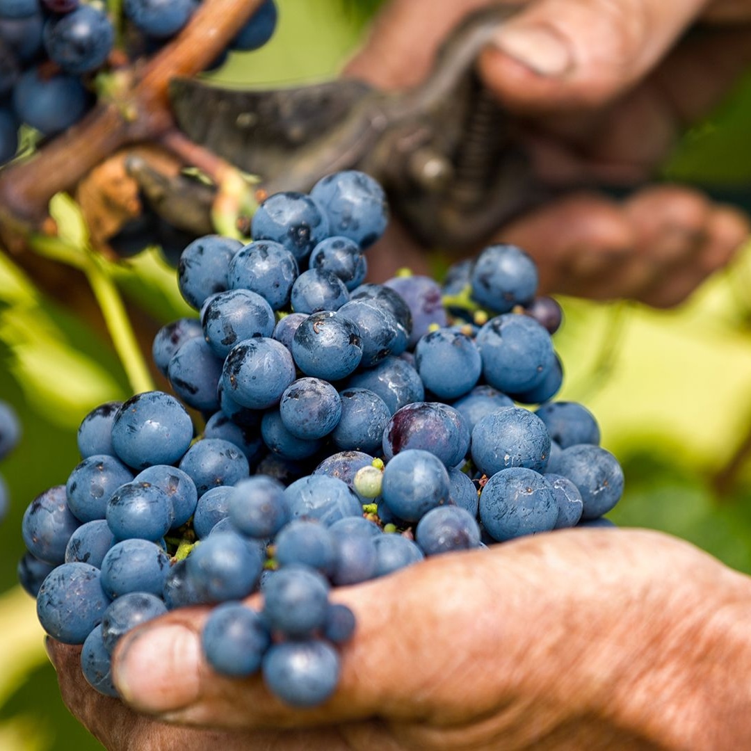 Ro fruits 2. Барбера сорт винограда. Сорт винограда Barbera. Неббиоло сорт винограда. Барбера сорт винограда Пьемонт.